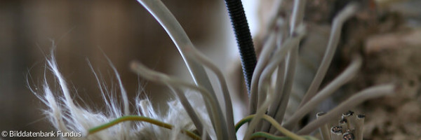 Kabel aus der Wand